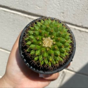 Live cactus in small planter